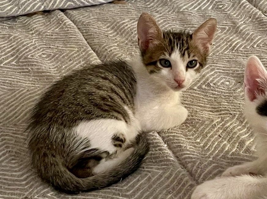 Gatinho bebé para Adoção!