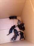 Gatinhos para adoção
