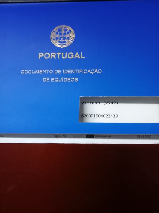 Vendo garrano com livro azul