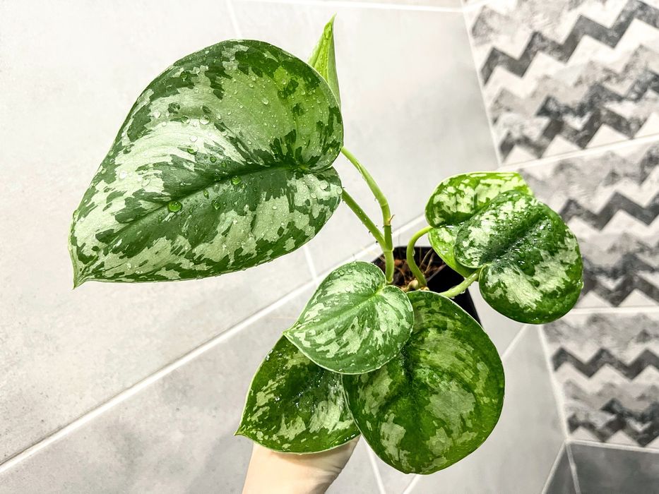 Набор: 5 разных комнатных растений!