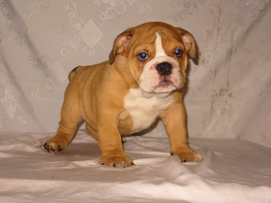 Buldog angielski rudo-białe suczka