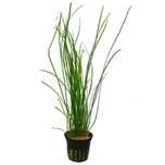 Vallisneria Nana em vaso  5-8 pés