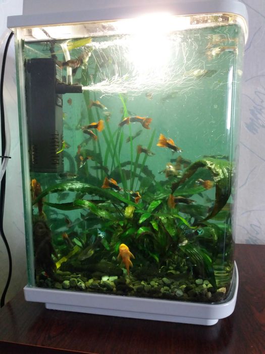 Анцитрус чистильщик и Гуппи