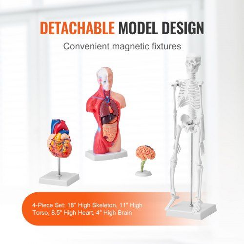 Modelos de anatomia humana  de 4 peças, modelo de anatomia