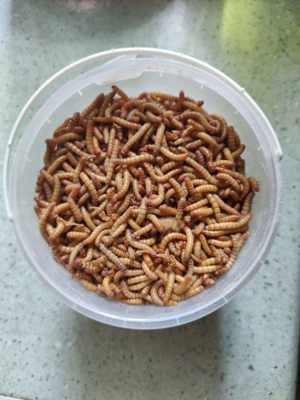 Мучник, мучной червь, 1кг , личинки, кормовые насекомые