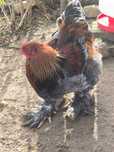 Lindos galos Brahma