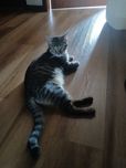Gato macho com menos de um ano