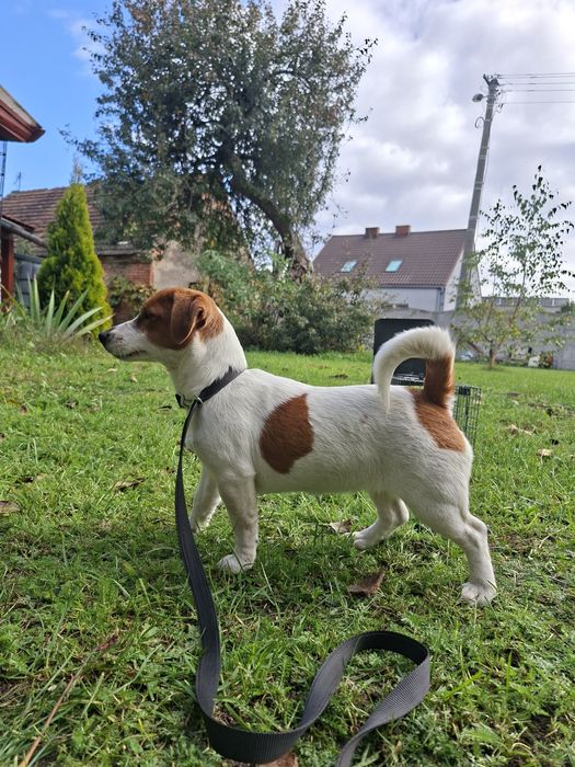 Jack Russell Terrier dziewczynka z rodowodem FCI