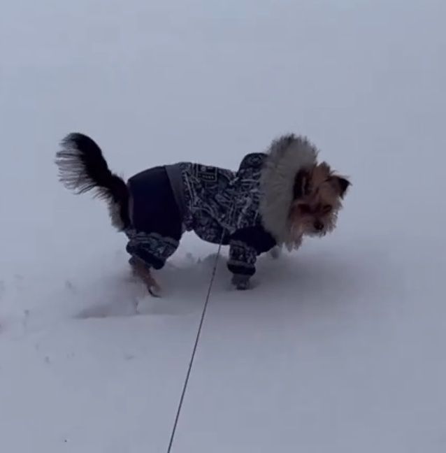 Зимовий комбінезон для собаки