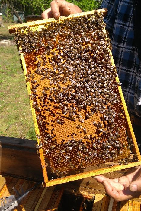 Rodziny pszczele z ulem lub bez