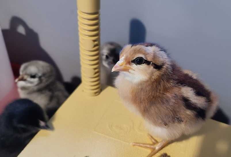Pisklęta mix z kolorowych jajek, pisklęta zielononóżka marans leghorn