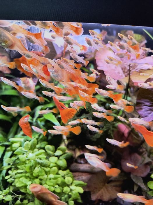 Full Red Albino Gupik- parka