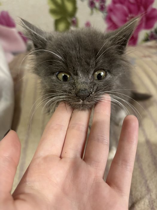 Кошенята відамо в добрі руки