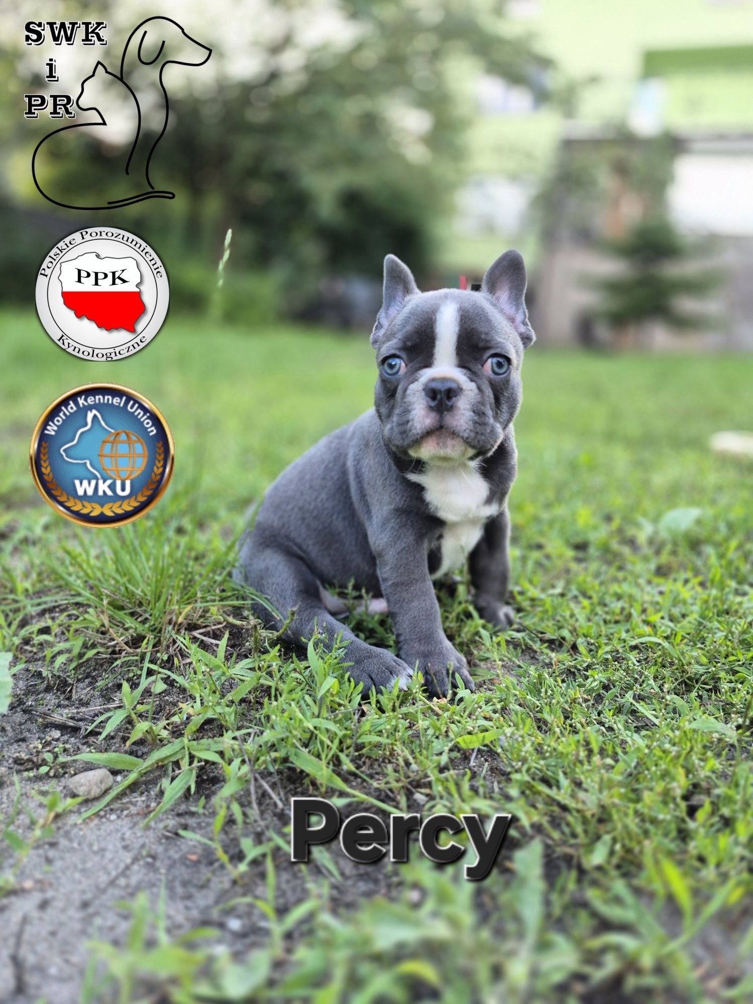 Buldog Francuski niebieski/blue piesek Percy