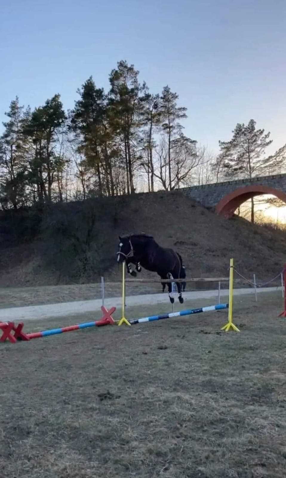 Klacz na sprzedaż/ Wymiana