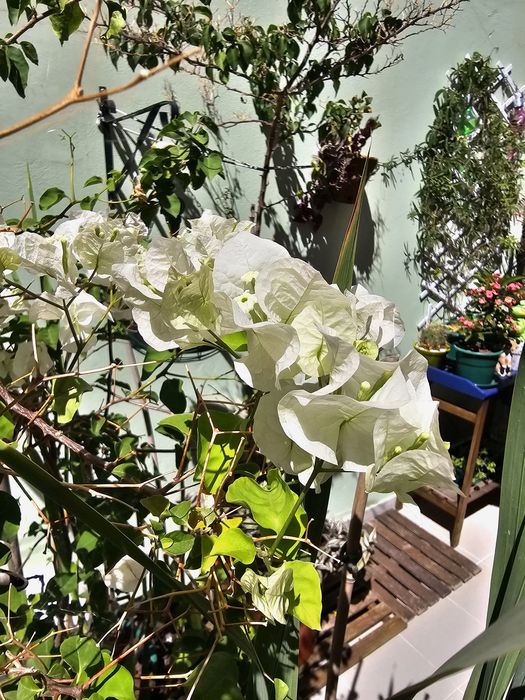 Vaso com sortido de plantas/flores naturais