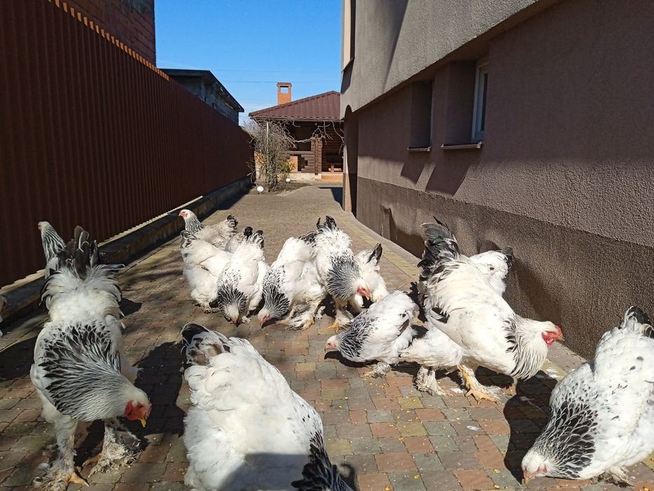 Продам інкубаційні яйця
