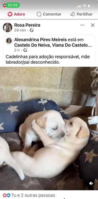 Cadelinhas para adoçao