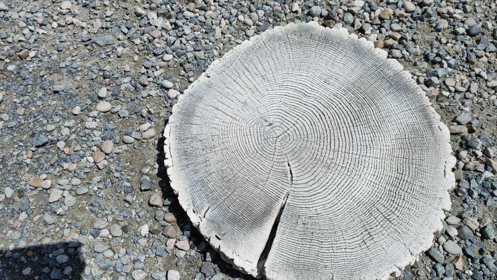 Pień drewnopodobne krążek ogrodowy płyta płytka betonowa taras ogród