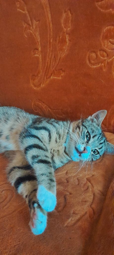 Kotek poszukiwany Mogilno