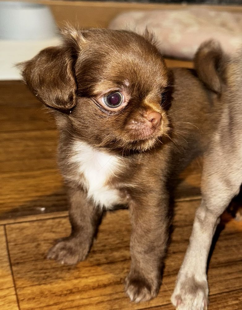 Długowłosy chihuahua brązowo-biały