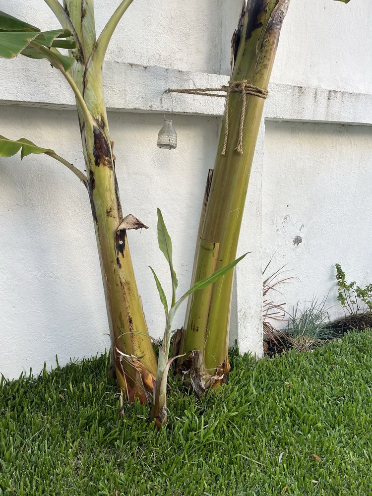 Bananeiras para vaso ou terra