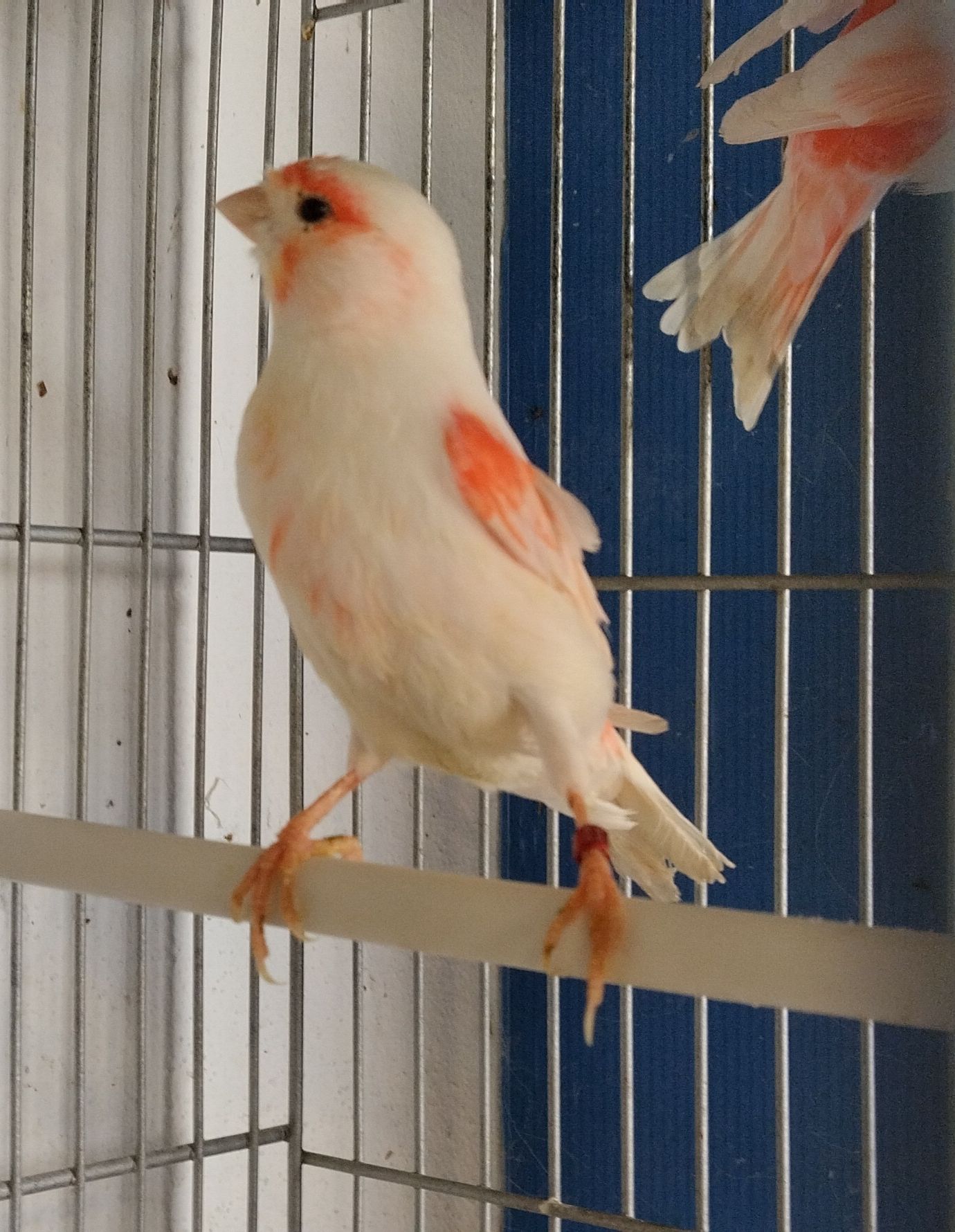 Lote de 11 canários vermelhos mosaicos