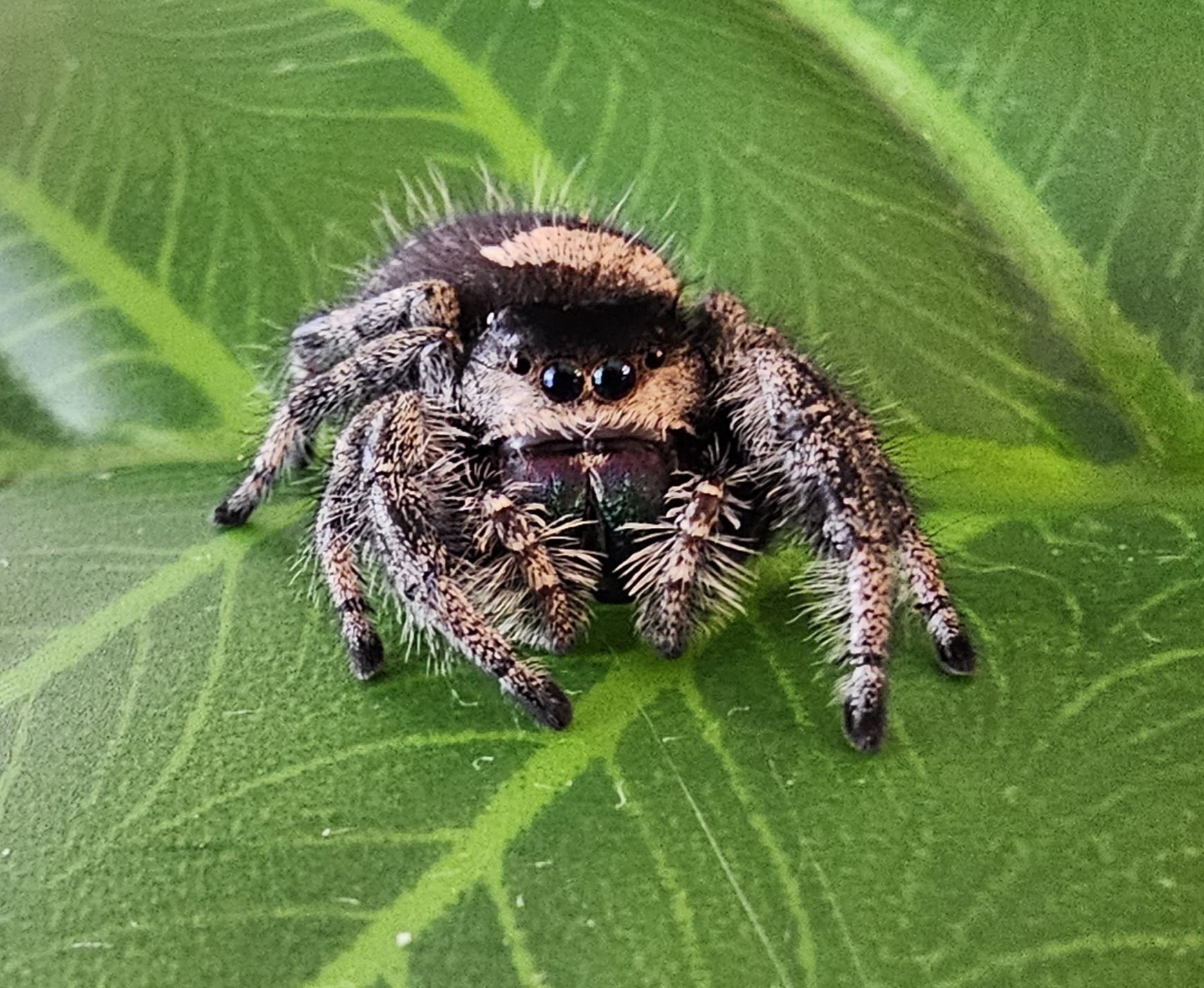 Skakun Phidippus regius Everglades L4