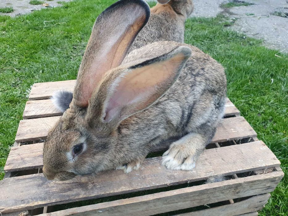 Młode Olbrzymy belgijskie