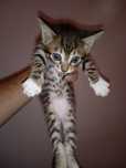 Gatinhos bebés para dar!