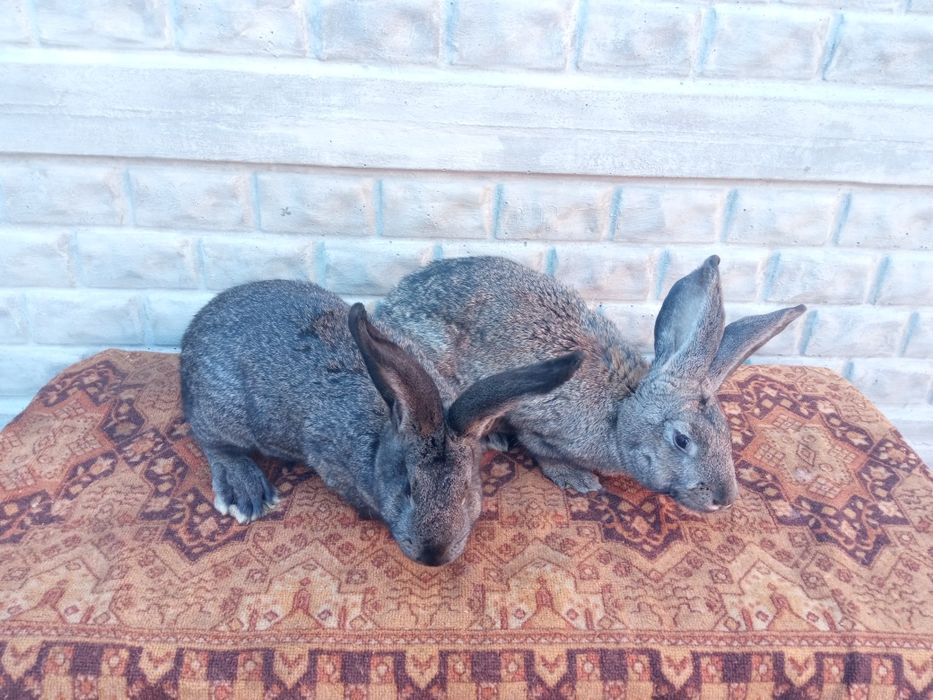 Кролі (самці і самки).