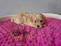 Pydel toy  Maltipoo Piesek Wally