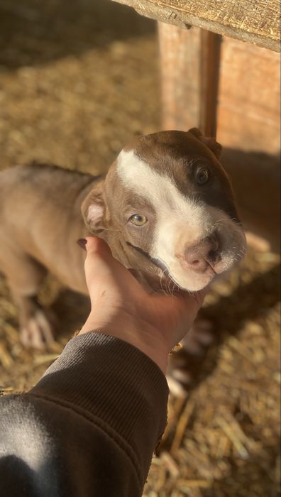 American Pit Bull Terrier