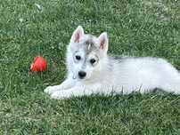 Szczenię siberian husky ZKwP - śnieżny anioł o wilczym spojrzeniu