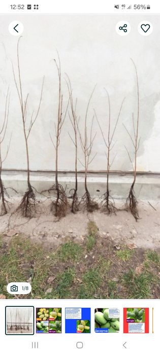 Азиміна Шенандоа  чотирічні саджанці(Інжири , гранати , хурма ,пекани)