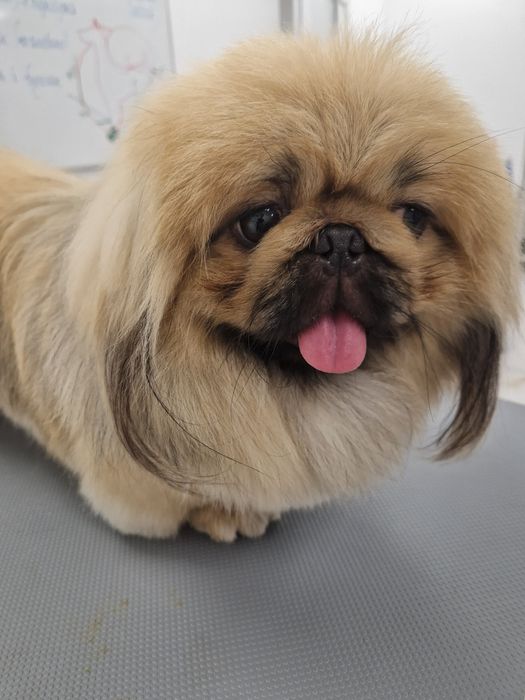 Гуманный груминг собак.