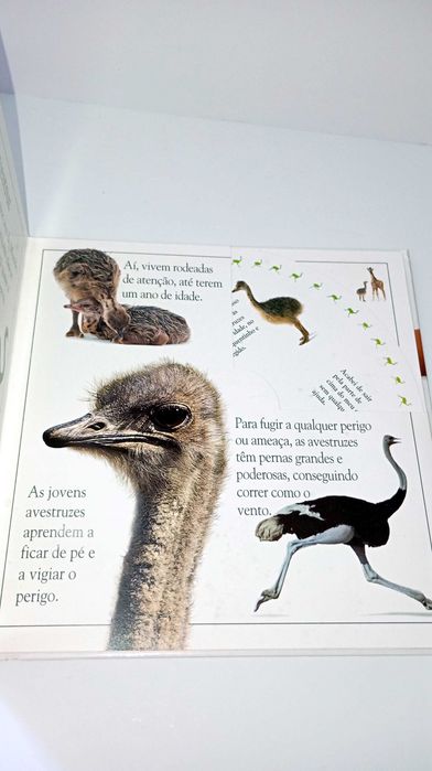 A Roda dos Animais Selvagens