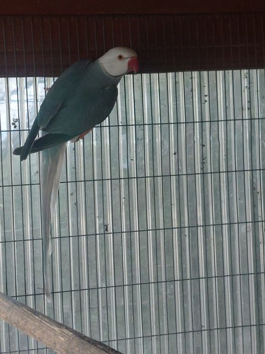 Aleksandretta samiec