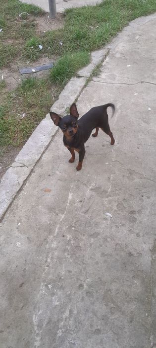 Ratlerek Reproduktor