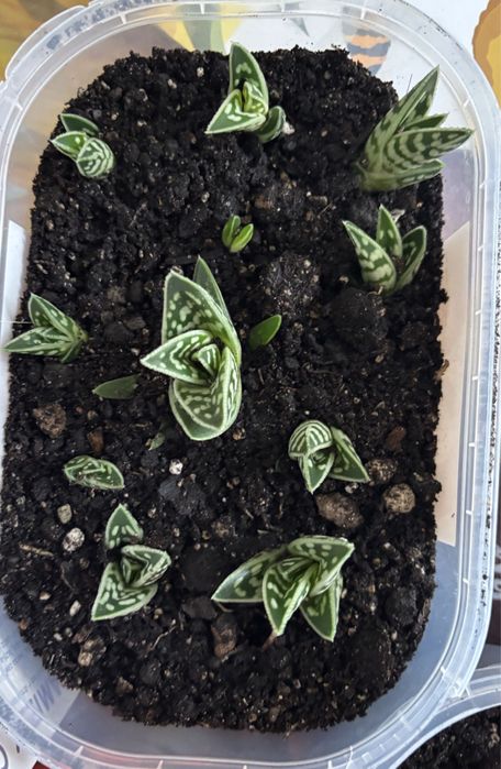 Kaktusiki - kwiatuszki maluszki