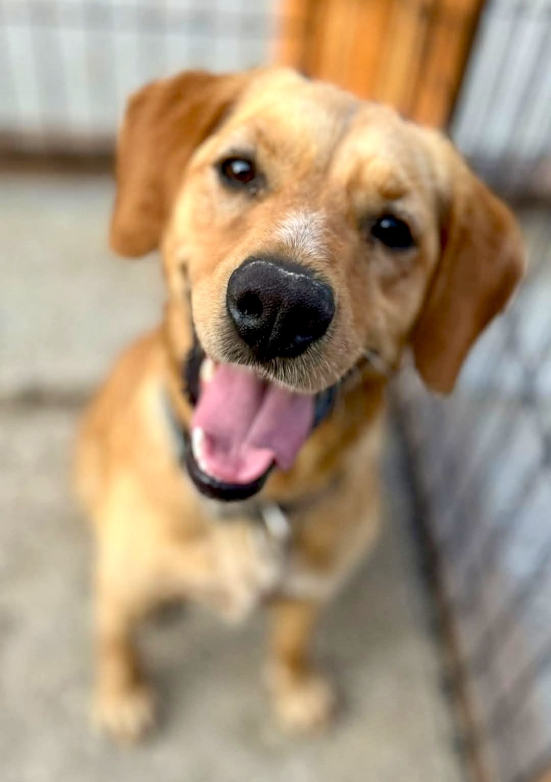 Eliza gorąco poleca się do adopcji:)