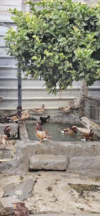 Patos \faisões /pavões