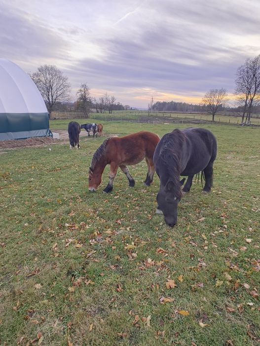 Koń ogierek zimnokrwisty