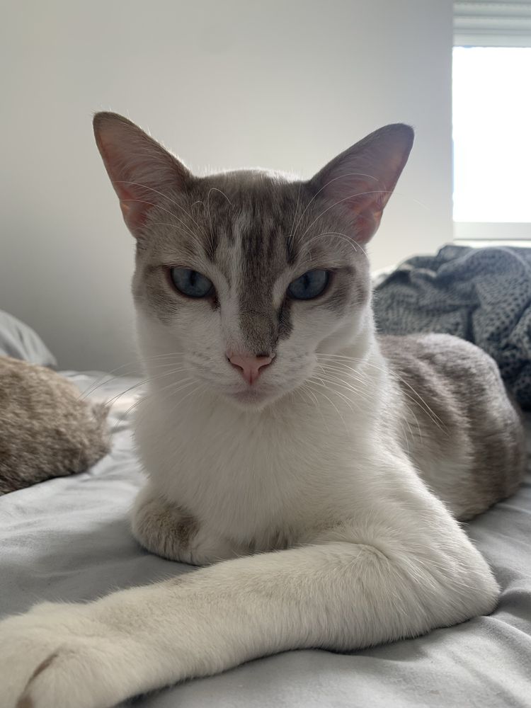 Adopçao urgente - Dois gatos em adopçao responsavel