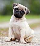 Excelente fêmea Pug