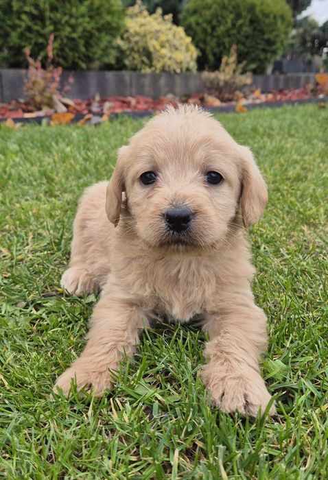 Mini Labradoodle Samczyk