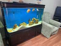 Продам аквариум с рыбками и оборудыванием обьем 500л