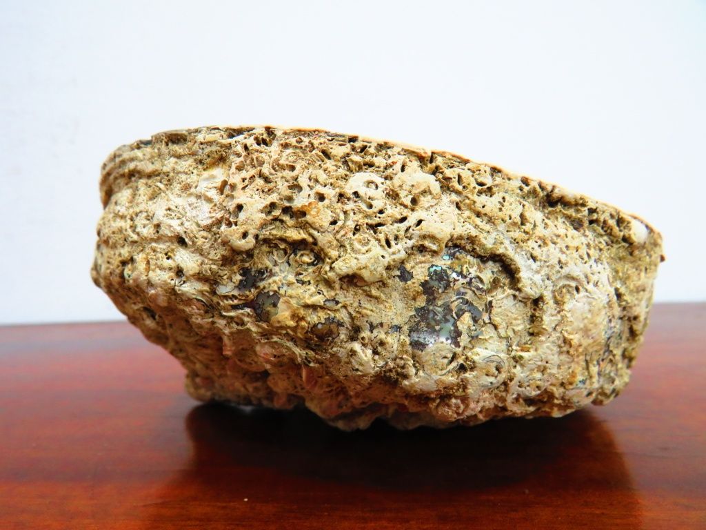 Concha / Saboneteira.
