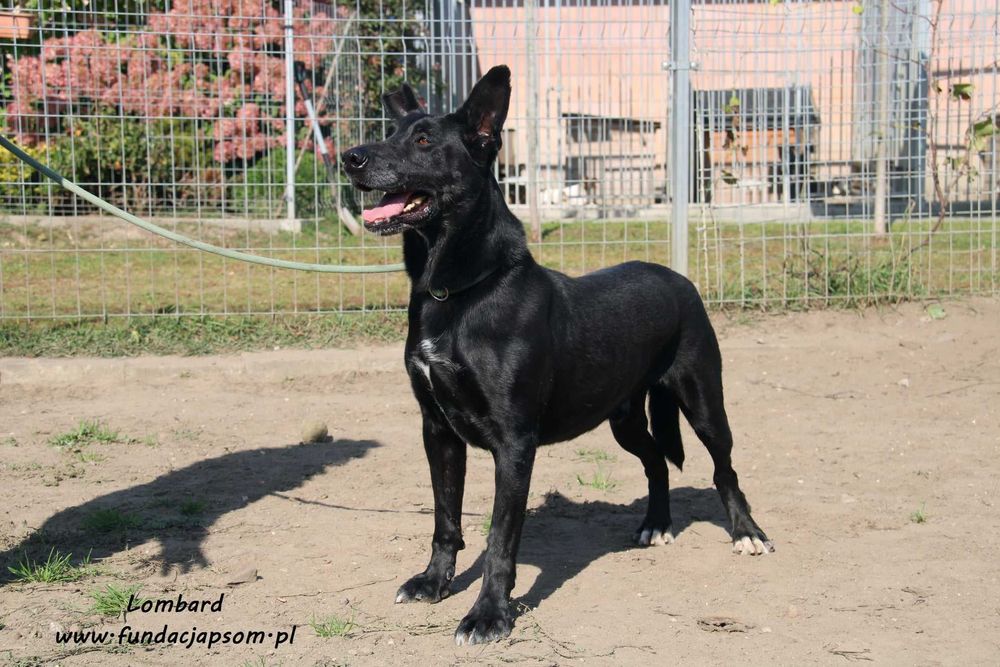 Lombard - czarny, sympatyczny pies