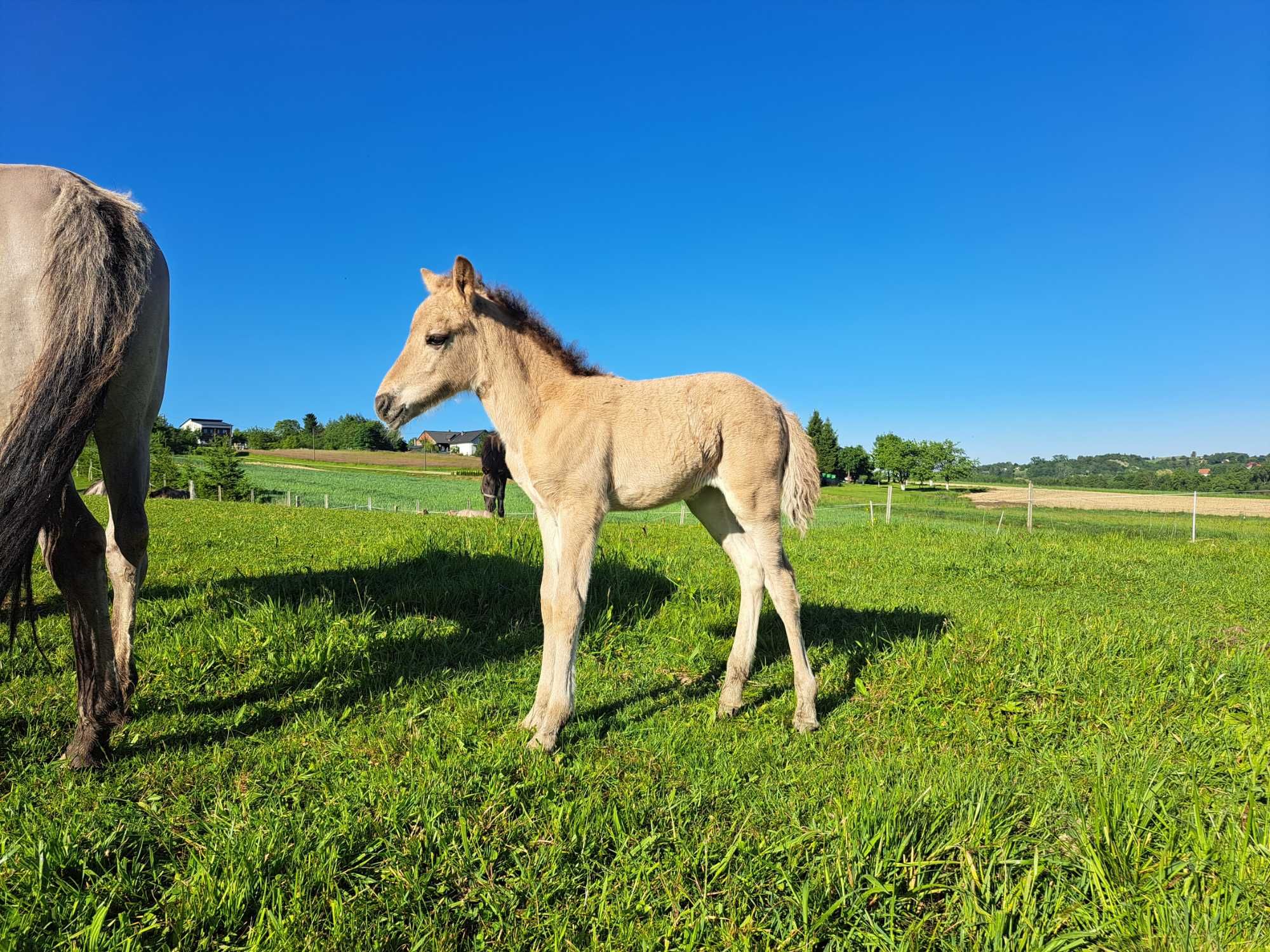 Konik polski klaczki